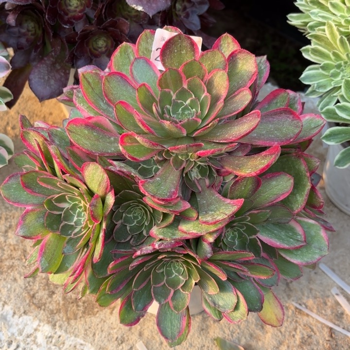 粉花妖多肉萌2173