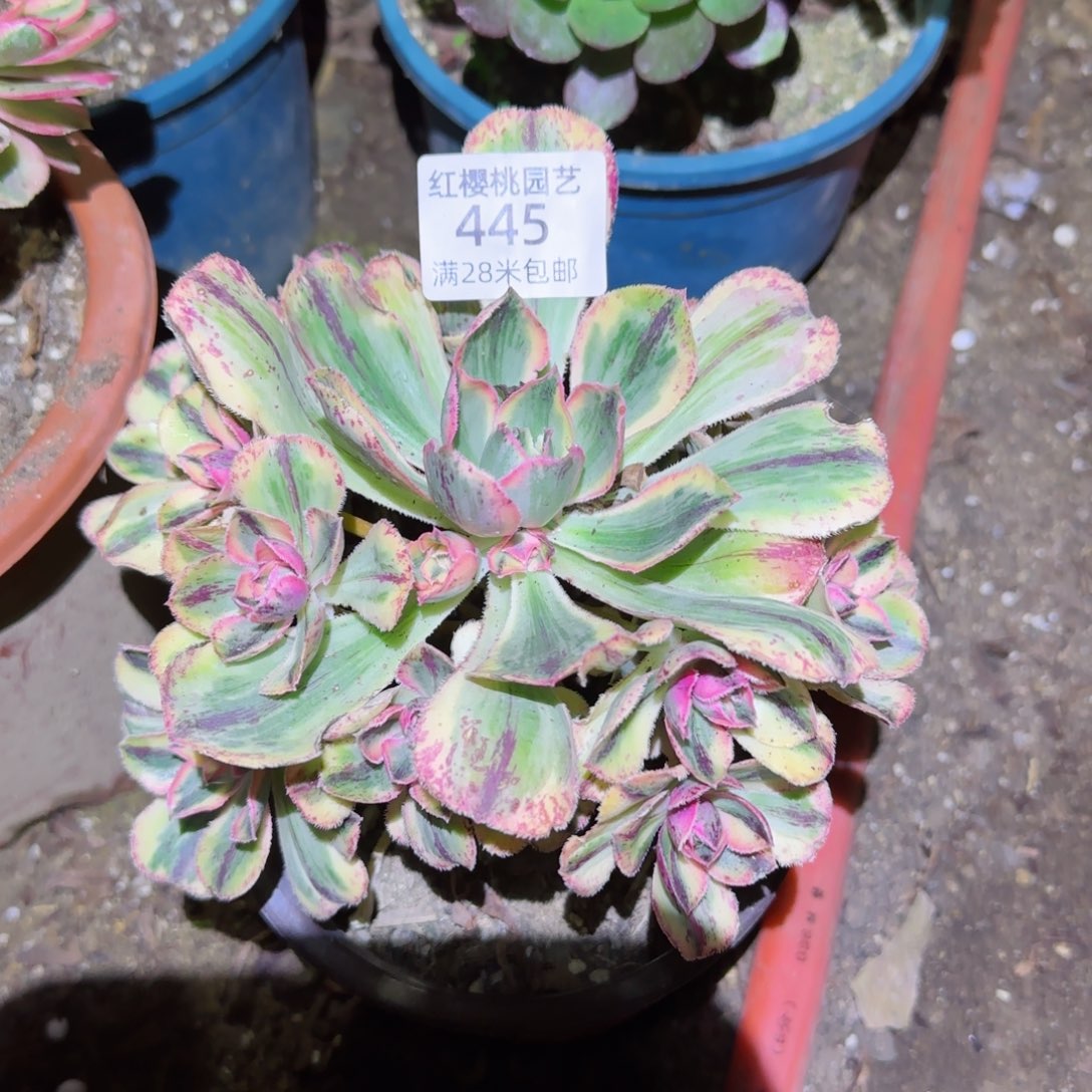 青花瓷法师多肉445