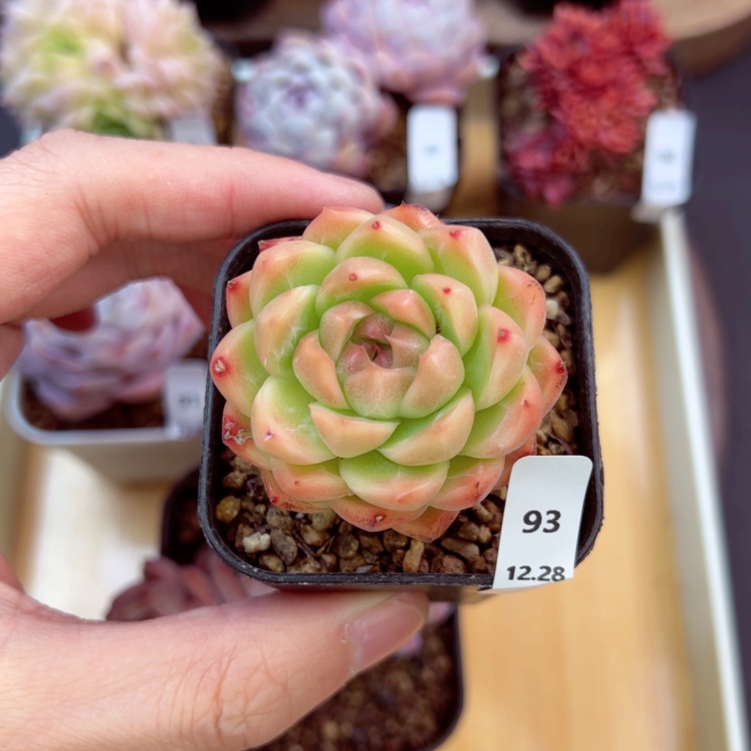 好好看93、哈哈哈哈