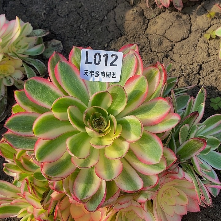 多肉荔枝012多艘