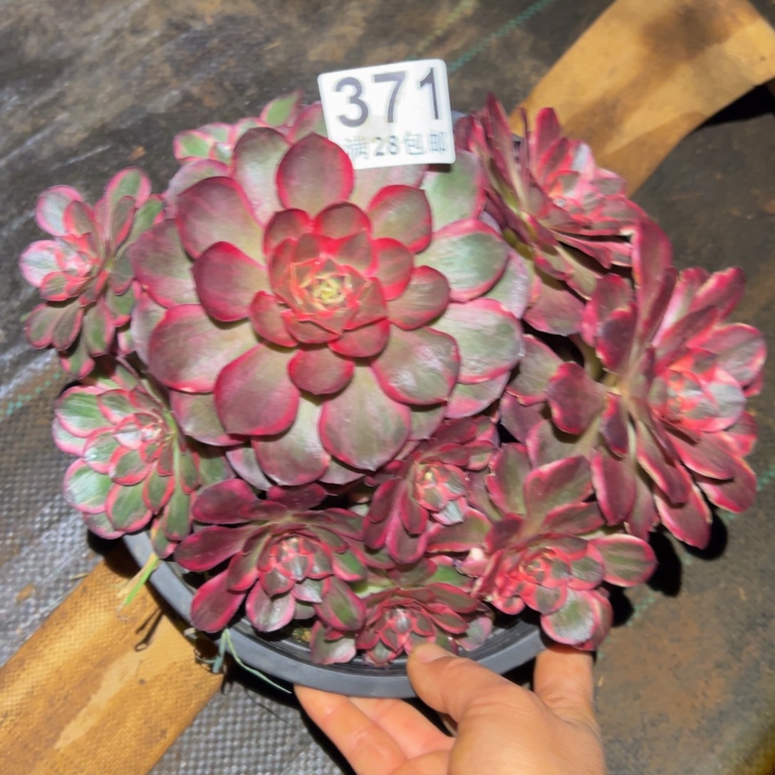 多肉植物371纳福的