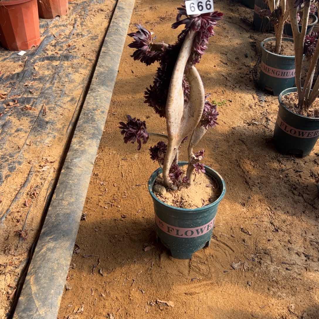 有伤黑缀666高36