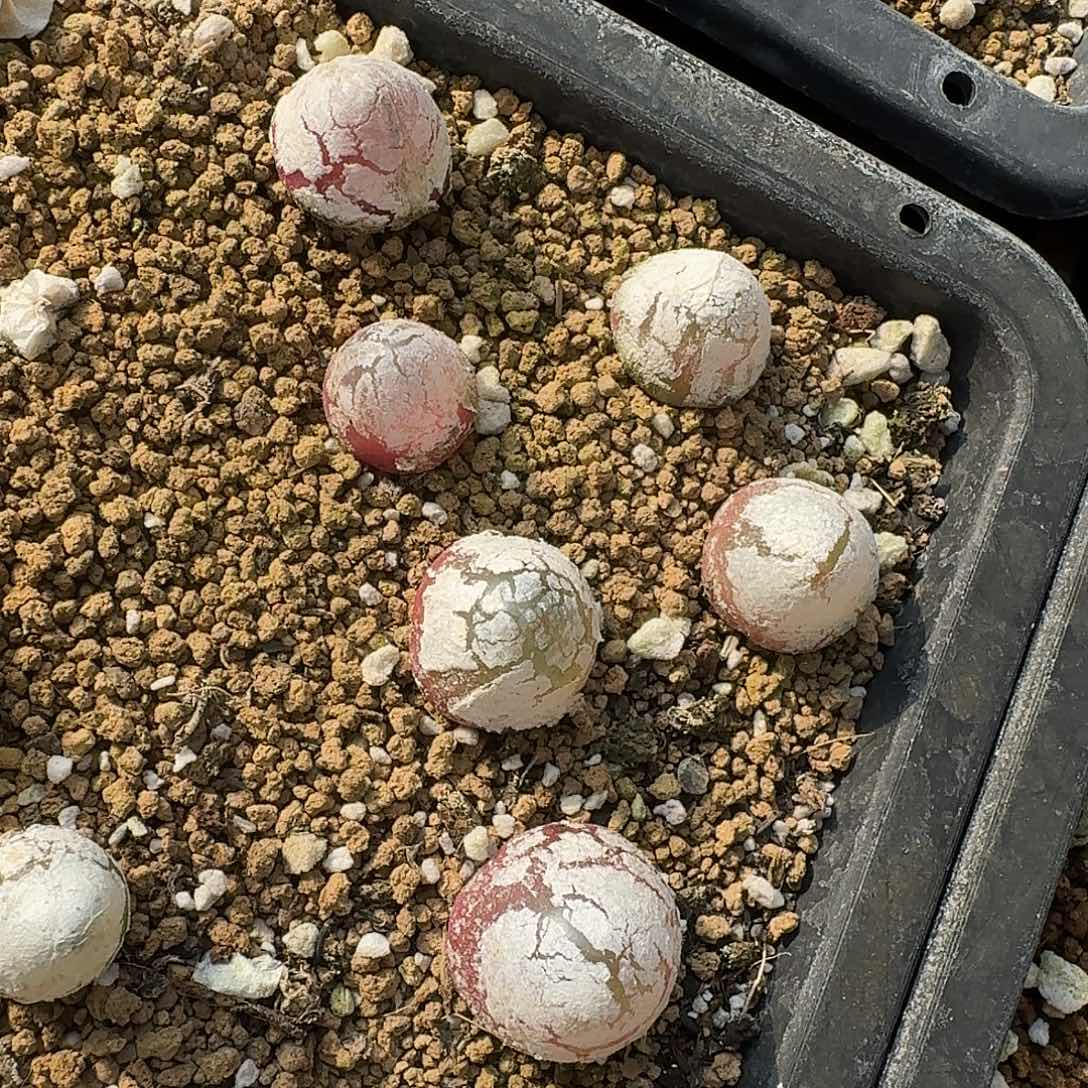 6颗1758灯泡风铃活动开启