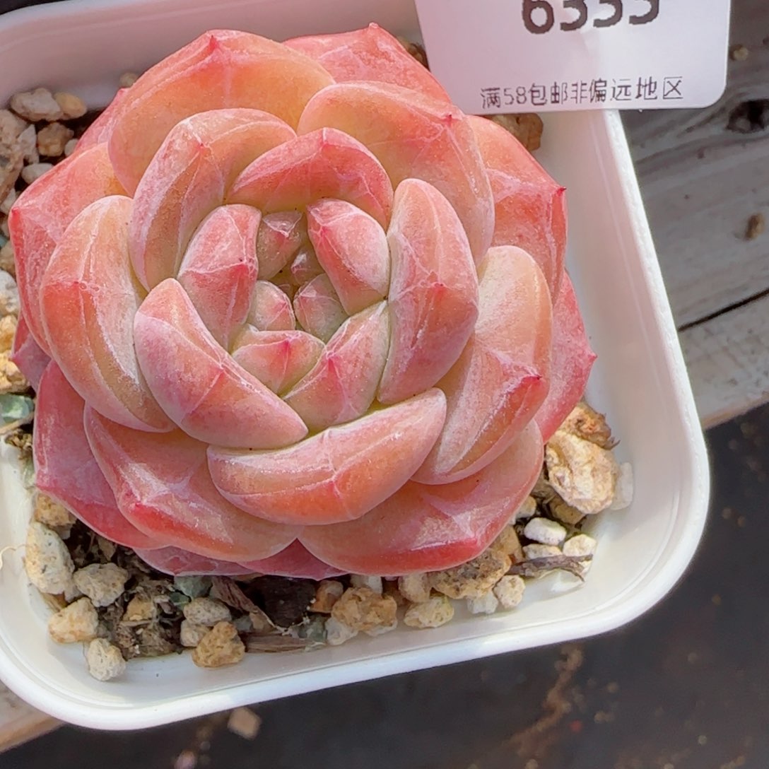 粉魄，6333多肉植物