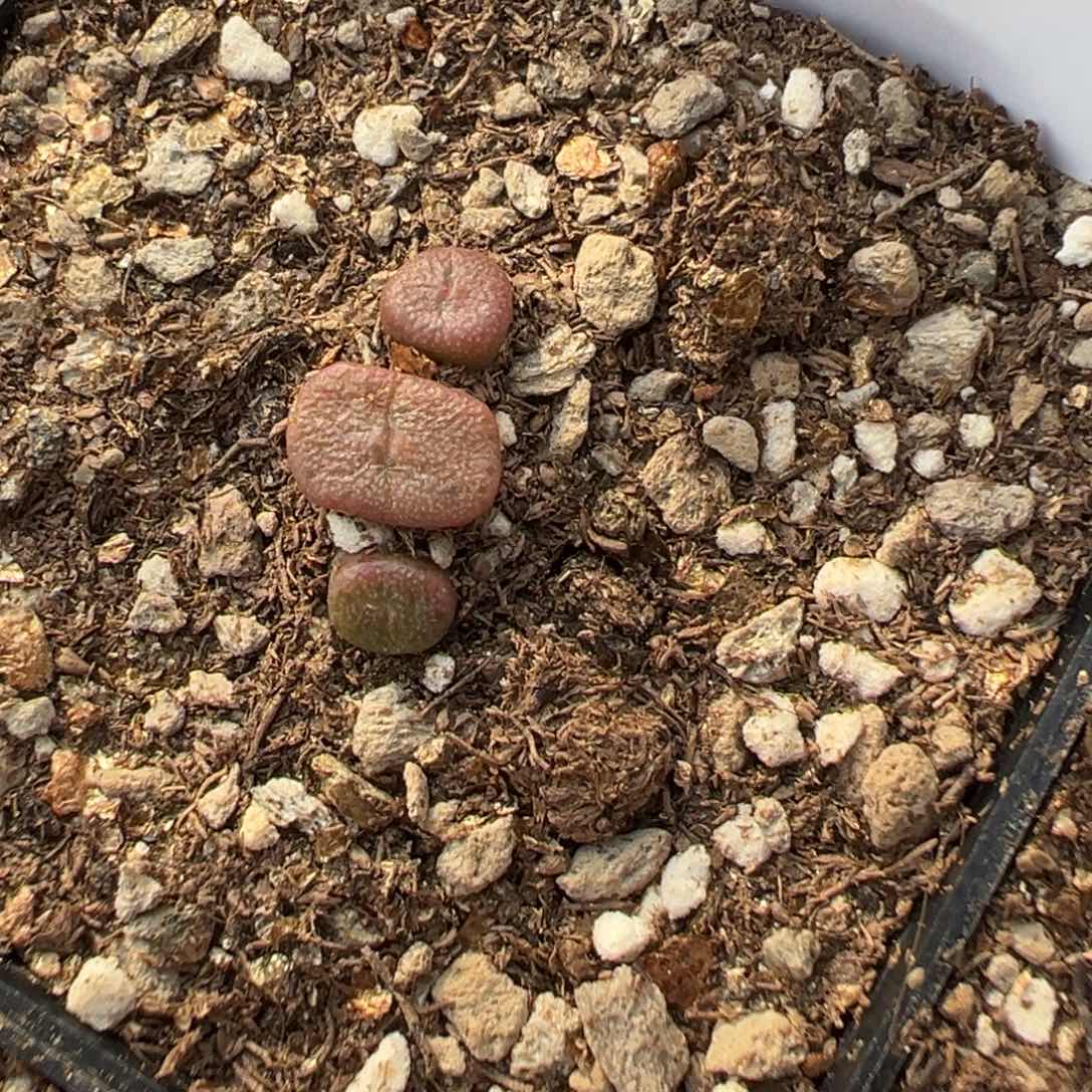 18-28量拍伊尔玛猪鼻子一颗