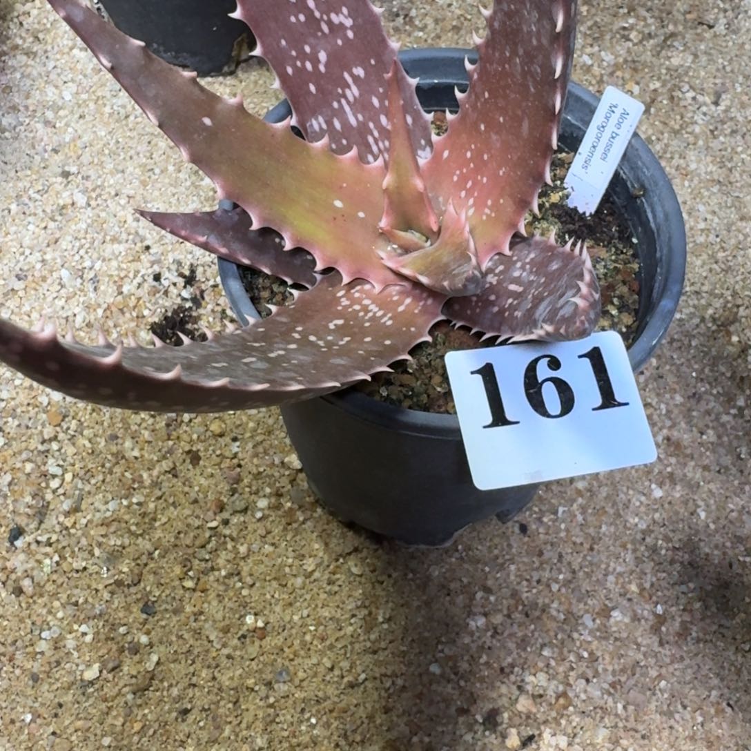 原生芦荟多肉植物