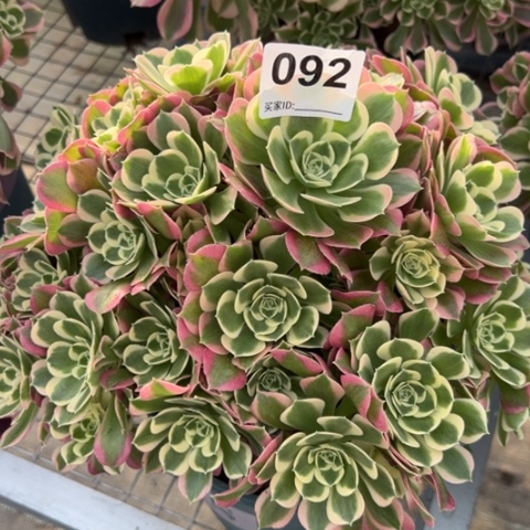 092白凤朵朵25厘米左右