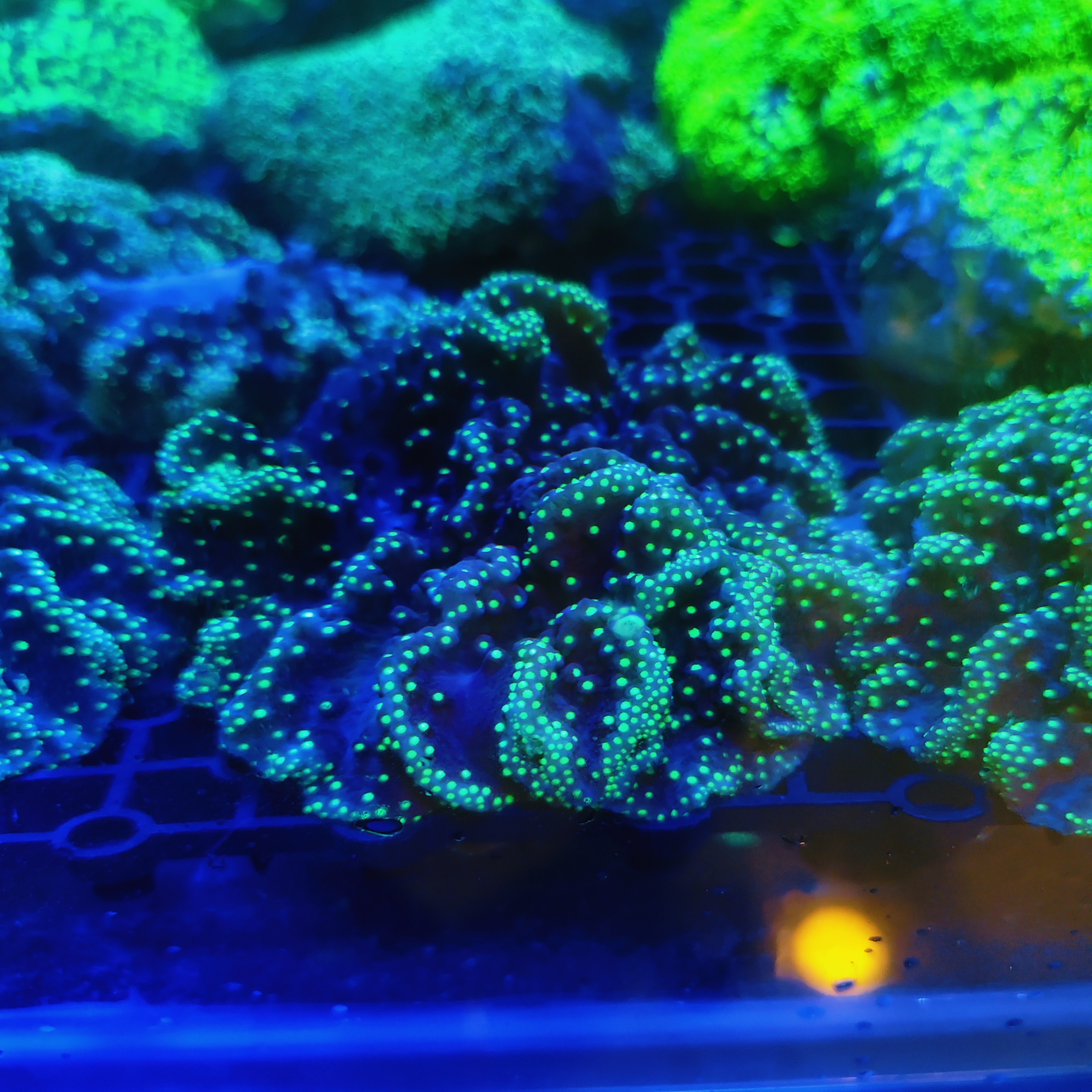 星空皮革密须软体珊瑚海缸海洋生物新手易养提色飘逸包损耐活无毒