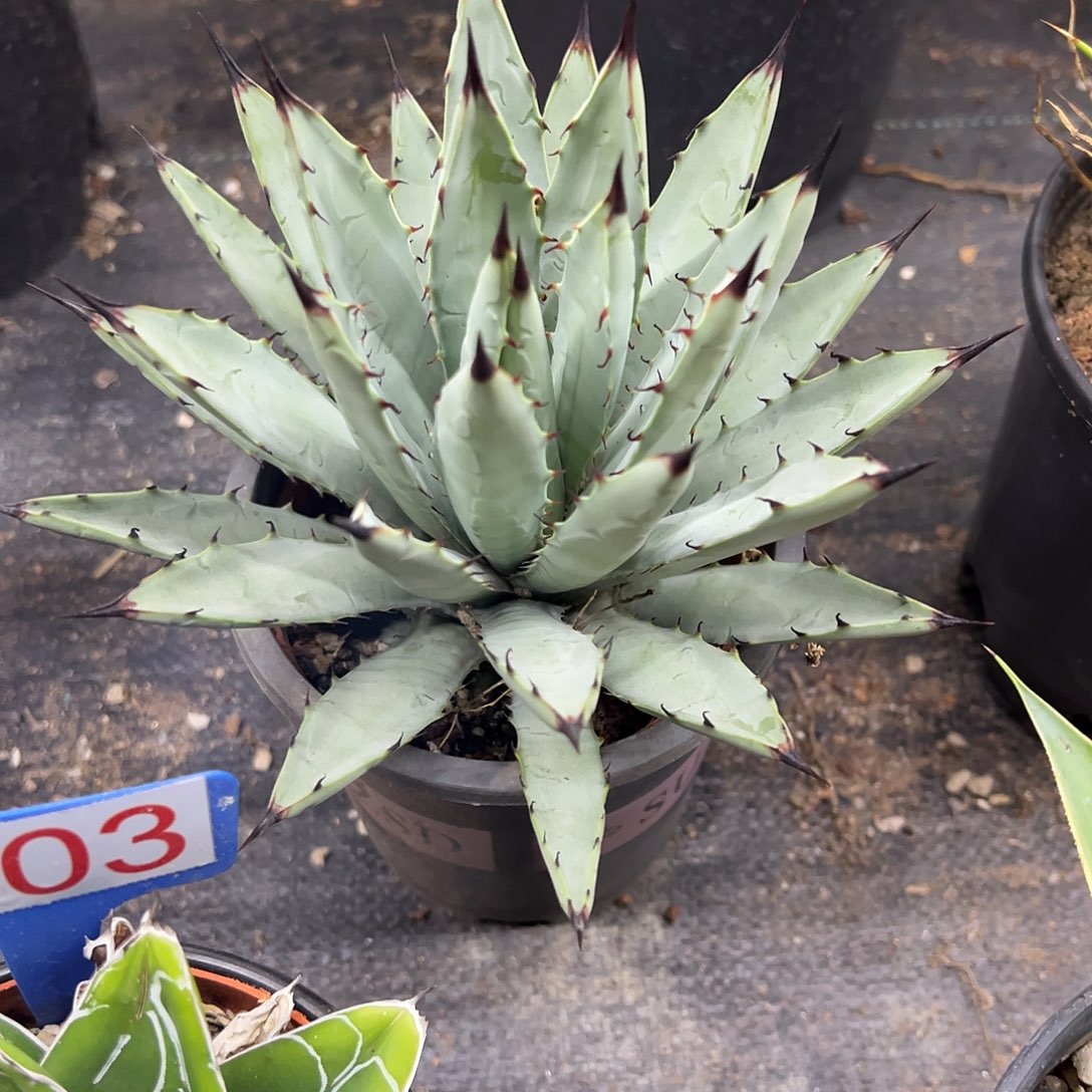 蓝肌八荒殿龙舌兰灰机