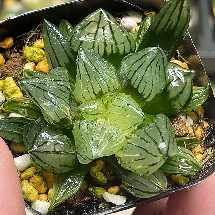 49短肥西瓜寿锦出云窗