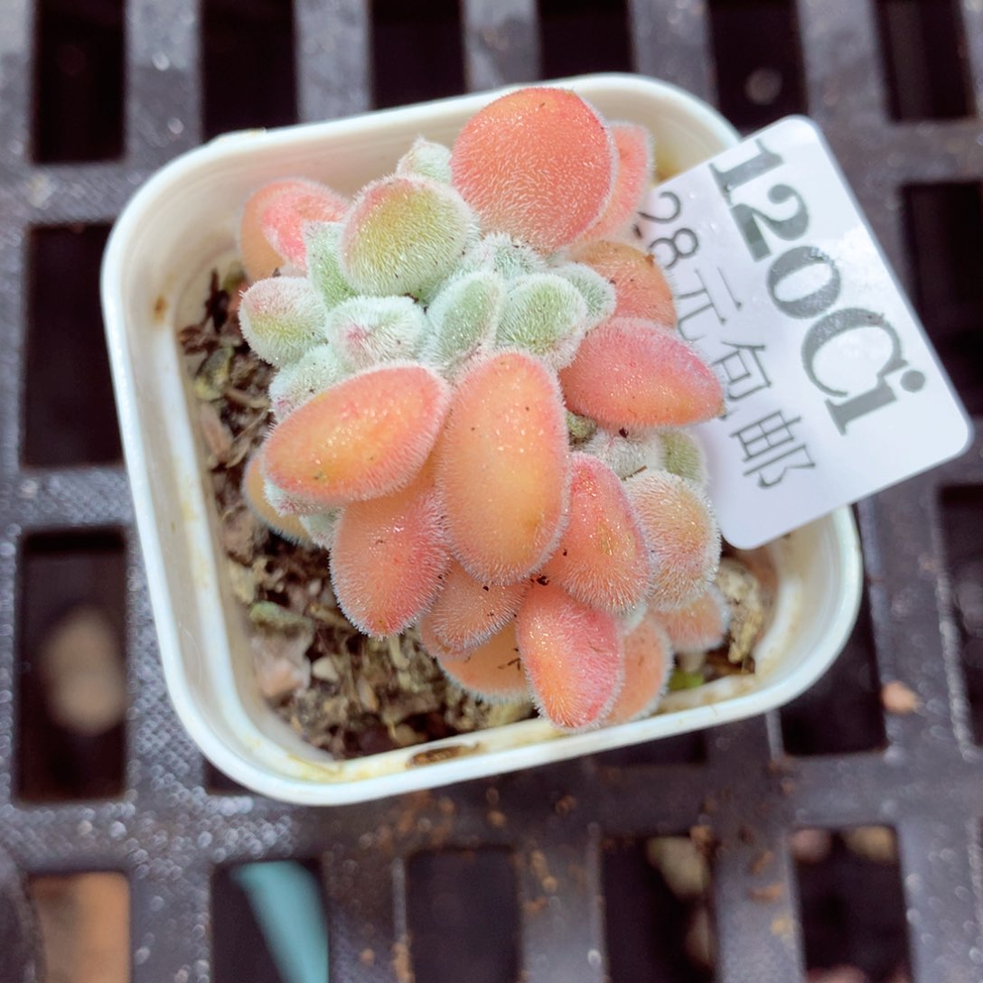 5厘米盆精控多肉120