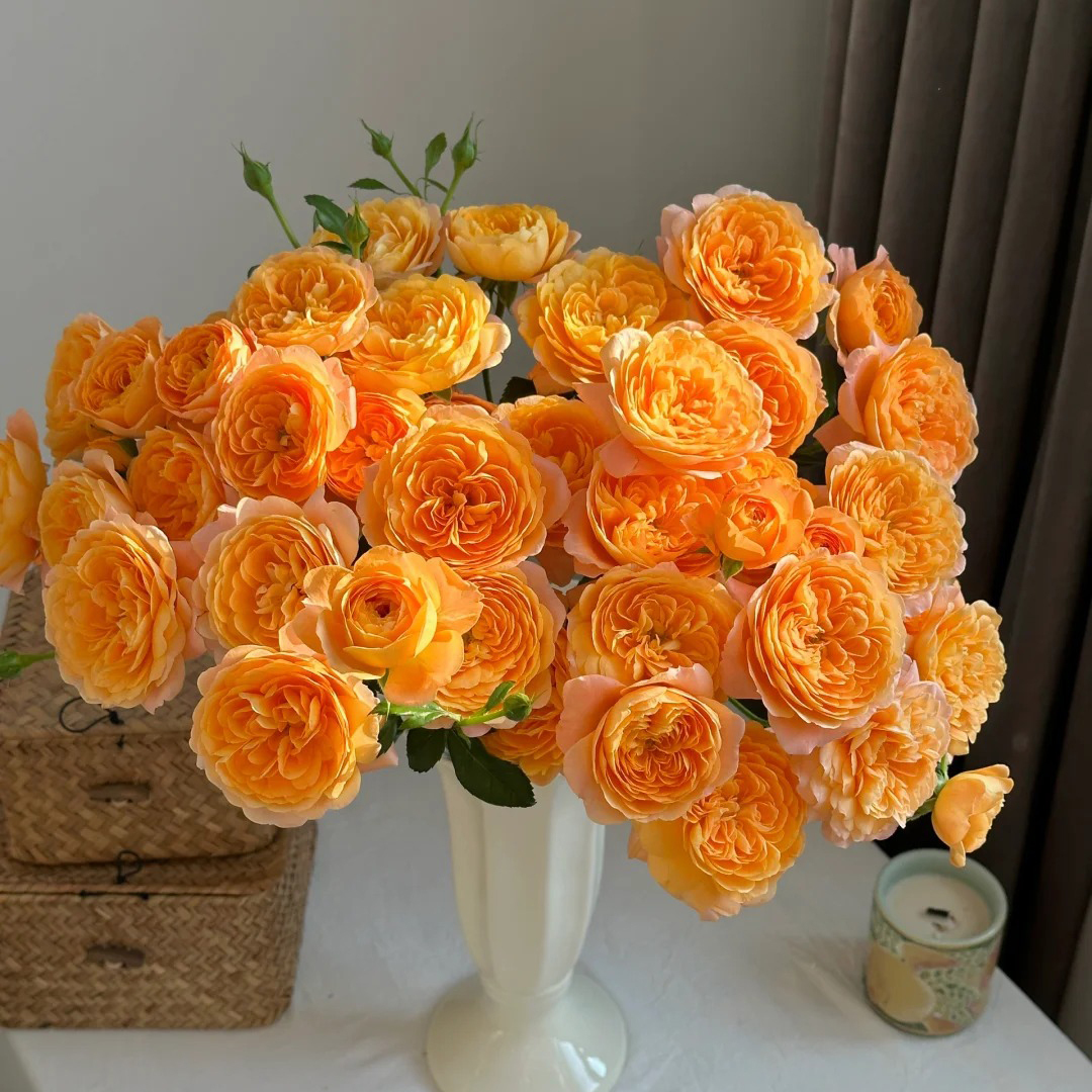 云花巷#多头玫瑰【果汁阳台】高品质鲜切花云南基地直采顺丰直发