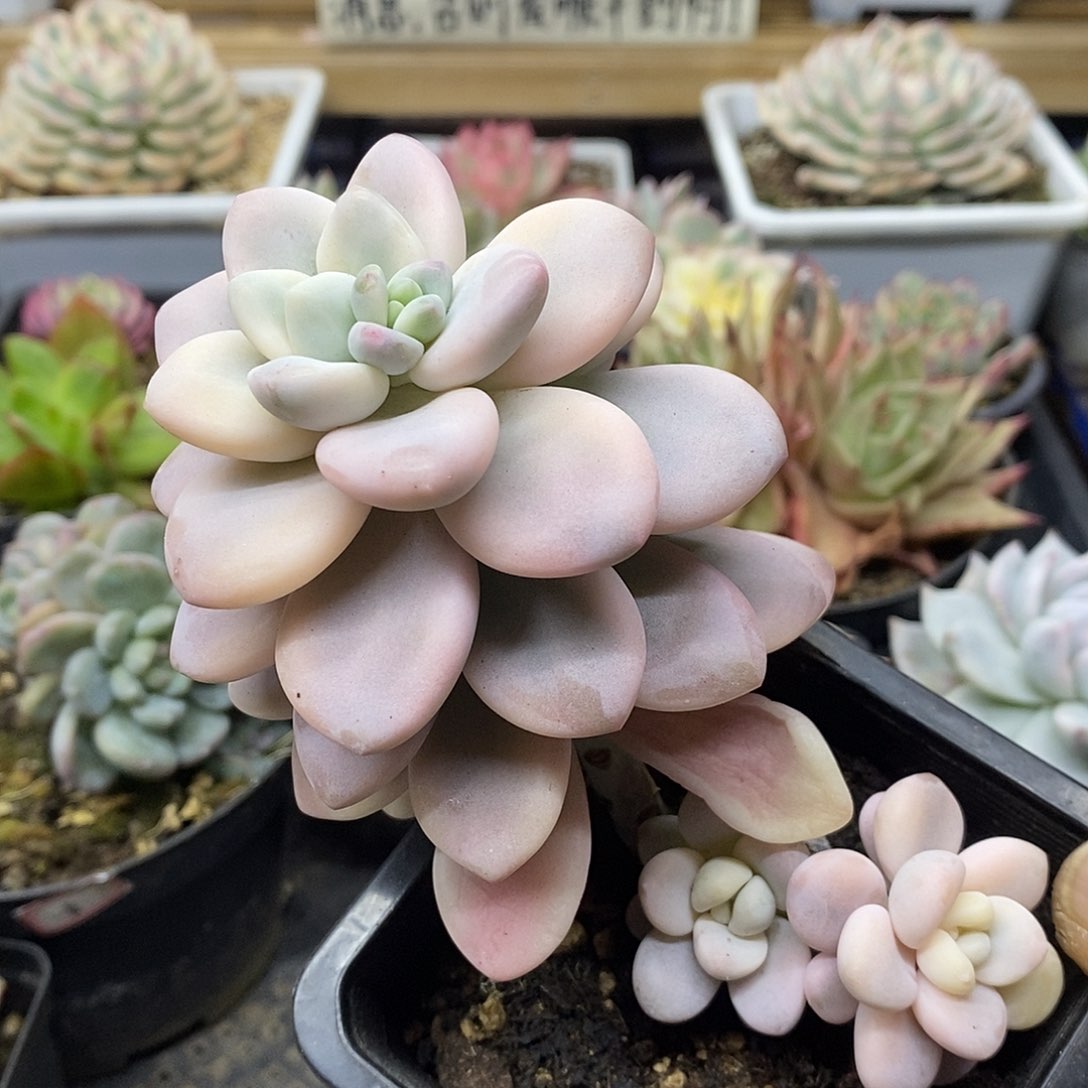 0313 优选洛神锦自然群 需延时发货