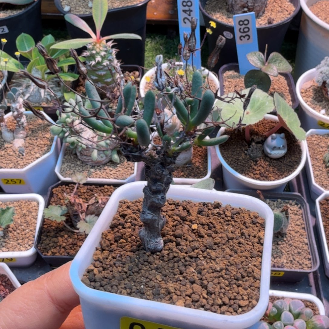 黑曼巴奇峰锦047 仙人掌