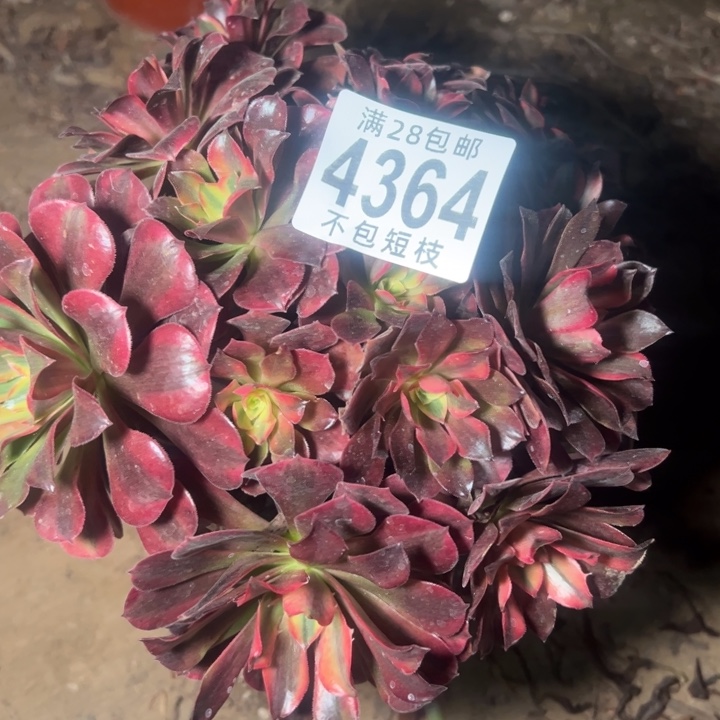 美杜莎多肉植物法师4364