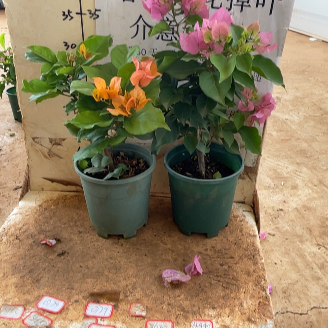 当前无花栽培后可以开花1-8675-2