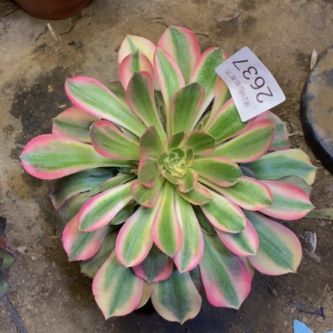 雅典娜多肉植物2637