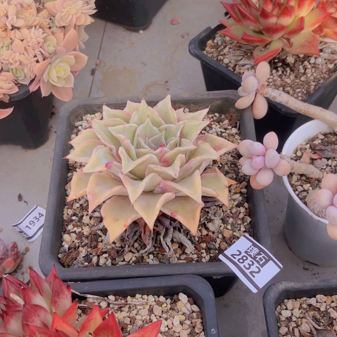 饺子皮多肉植物2832