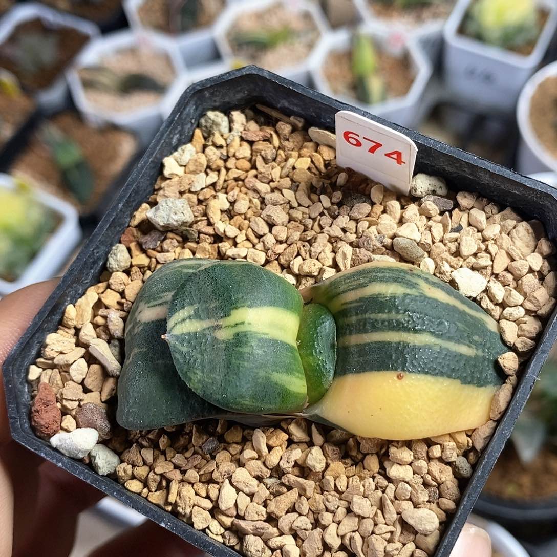 红陶674号军配卧牛锦一物一拍