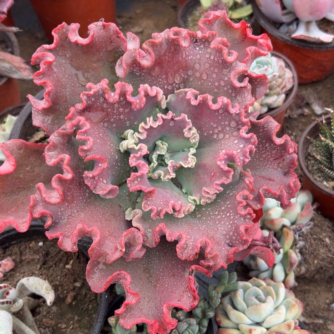 多肉植物多肉植物