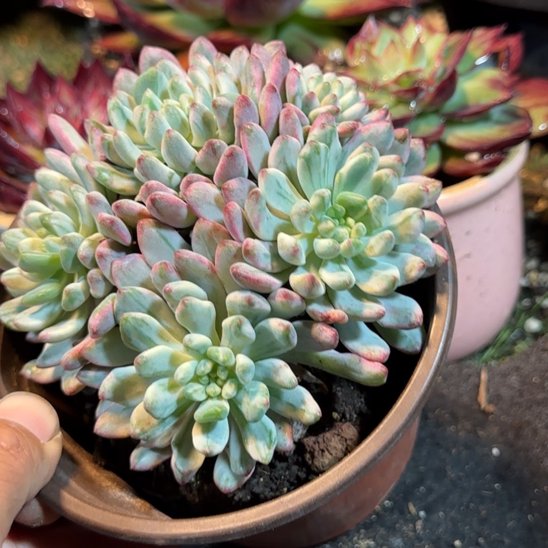 蓝精灵锦惊鸿一物一拍包装收缩花旱