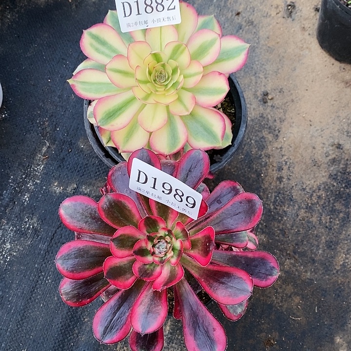 1882、1989荔枝香奈儿多肉2颗微瑕疵