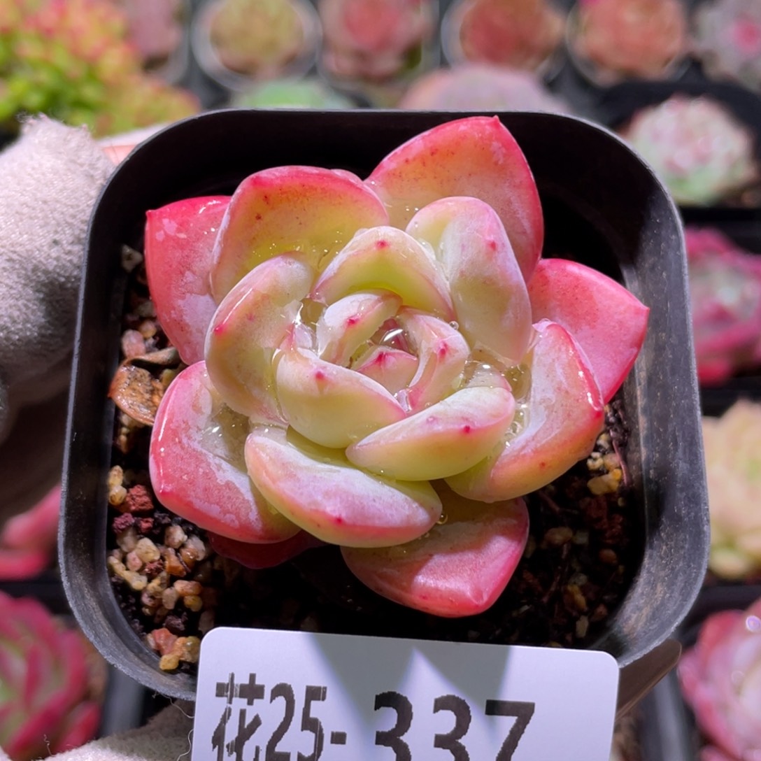 花利美25-337草莓泡芙