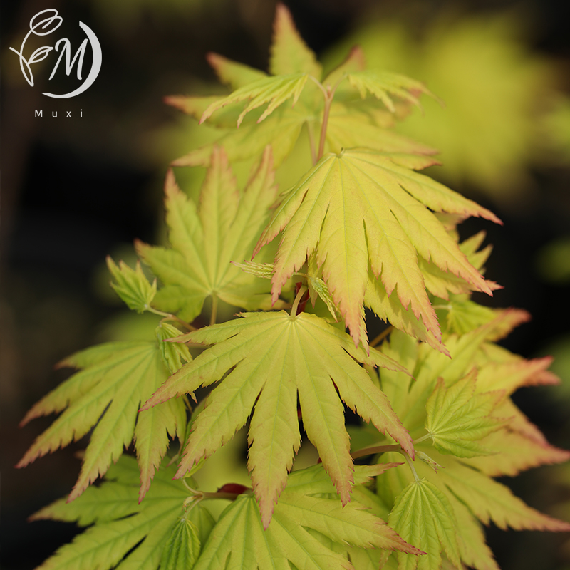 约旦 枫树黄金枫日本盆景植物好养槭树小苗红枫风景树大树红枫