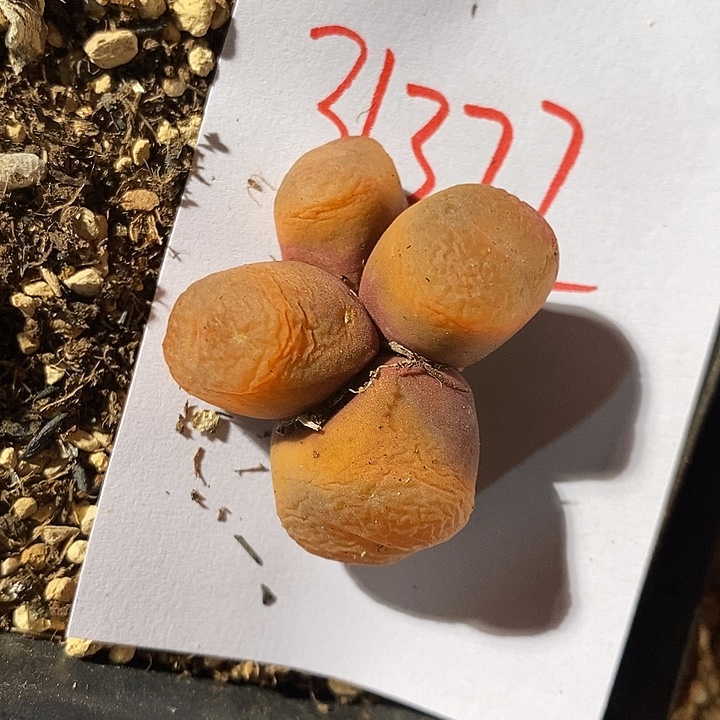 31375。   一颗四头。   