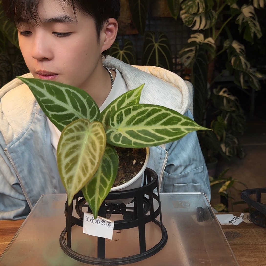 完全开放D15银色闪光杂哪吒