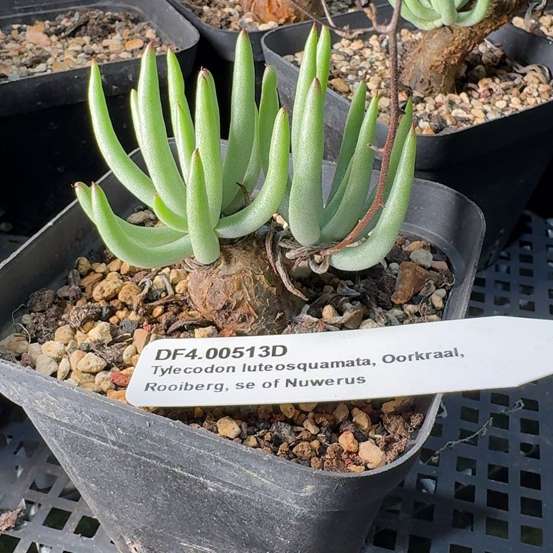 馒***头白象奇峰锦一个带盆