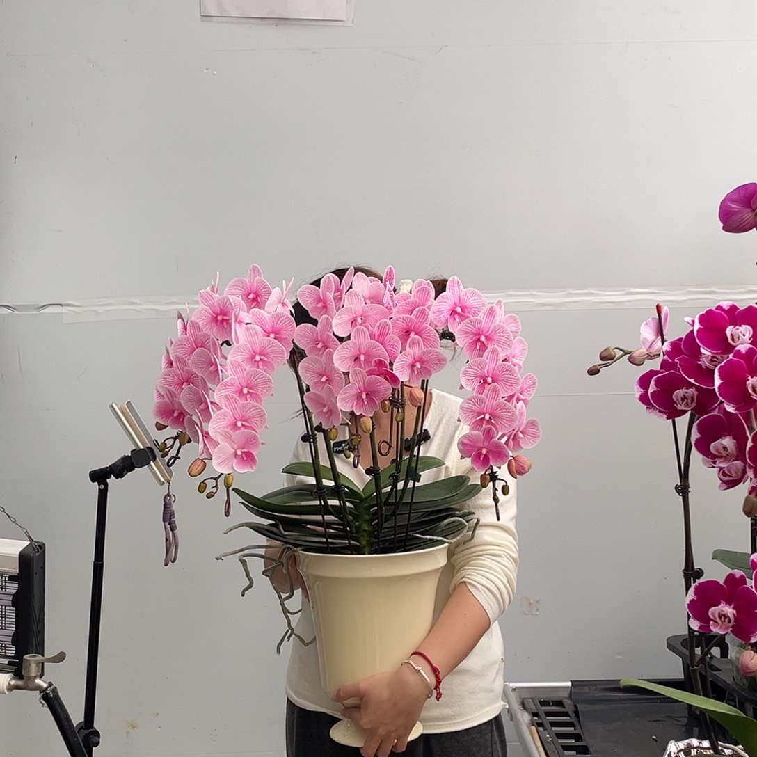 无花朵粉的马卡龙白天鹅