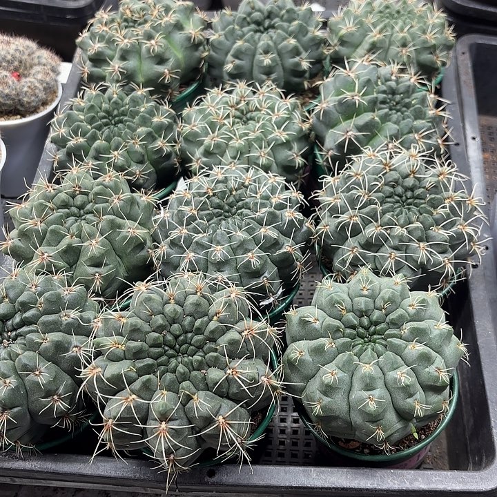实生绯花玉加仑盆随机一盆