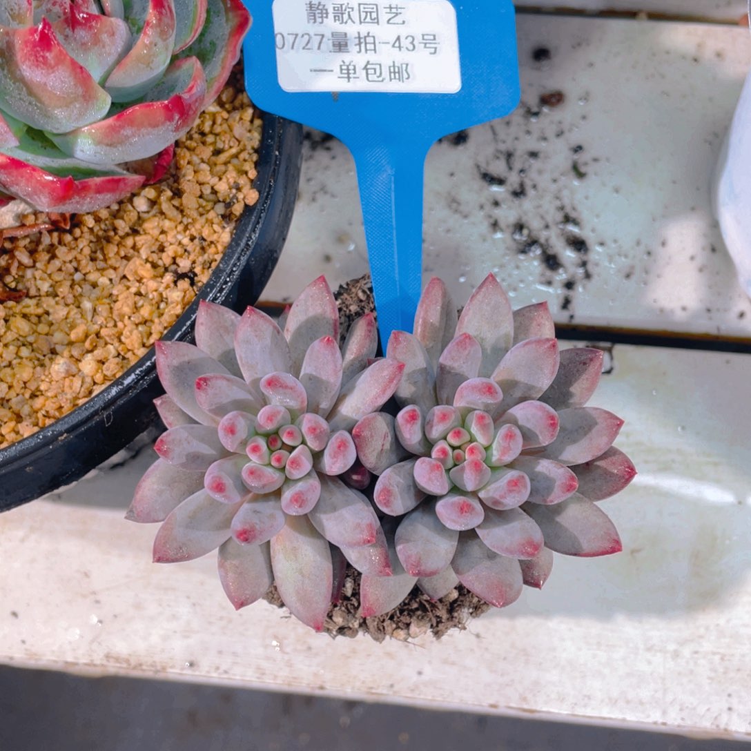 0727-43-双头红底虞美人福利一颗