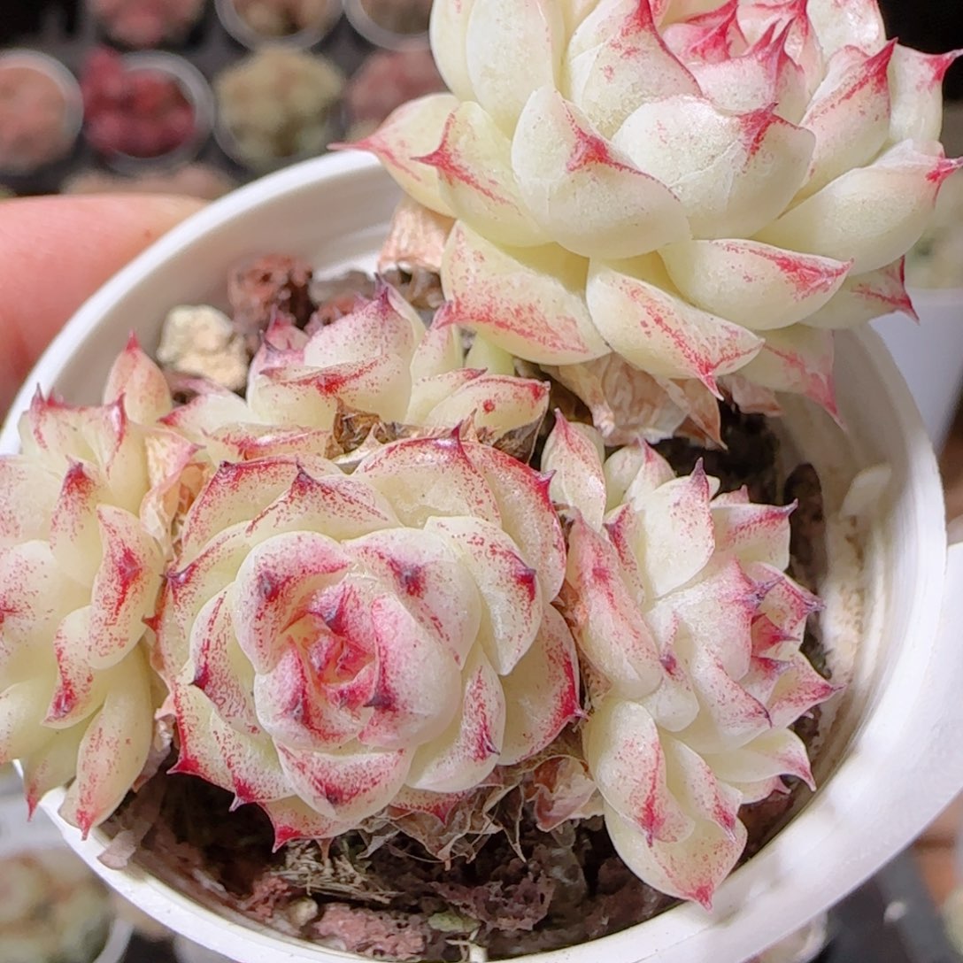 花语多肉1208-254撒