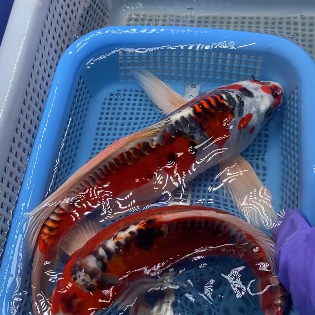 锦鲤冷水锦鲤包邮