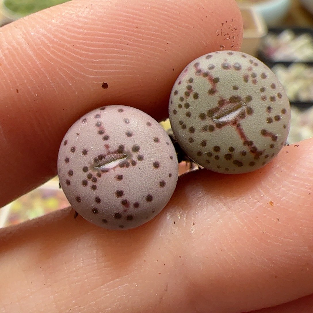 【闪购商品】348 火龙果