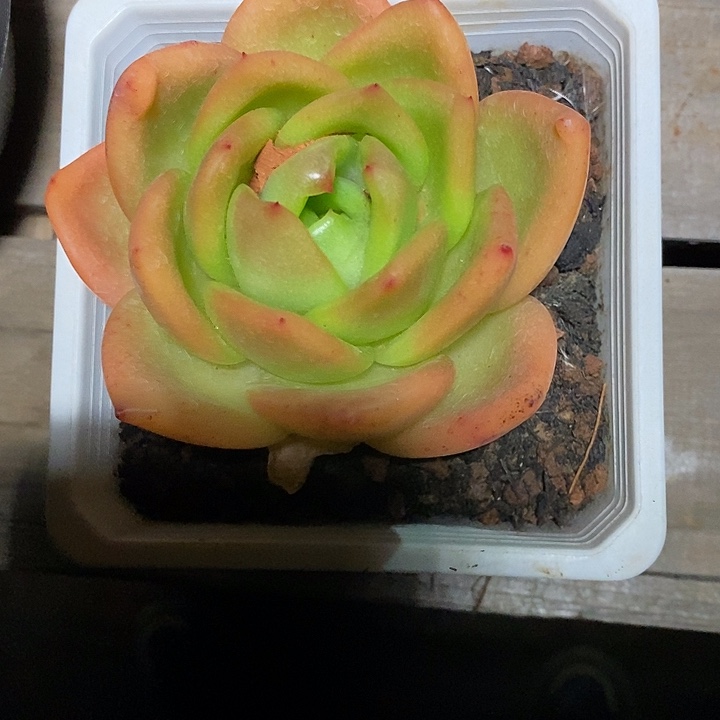 禾***呈福利一生一世11       