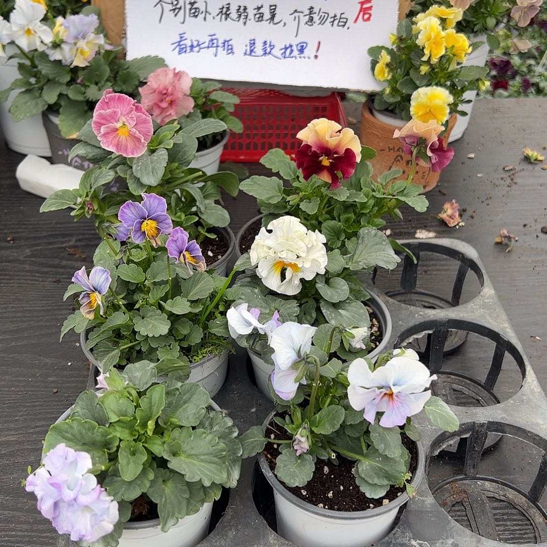 大部分花苞少量开放317号