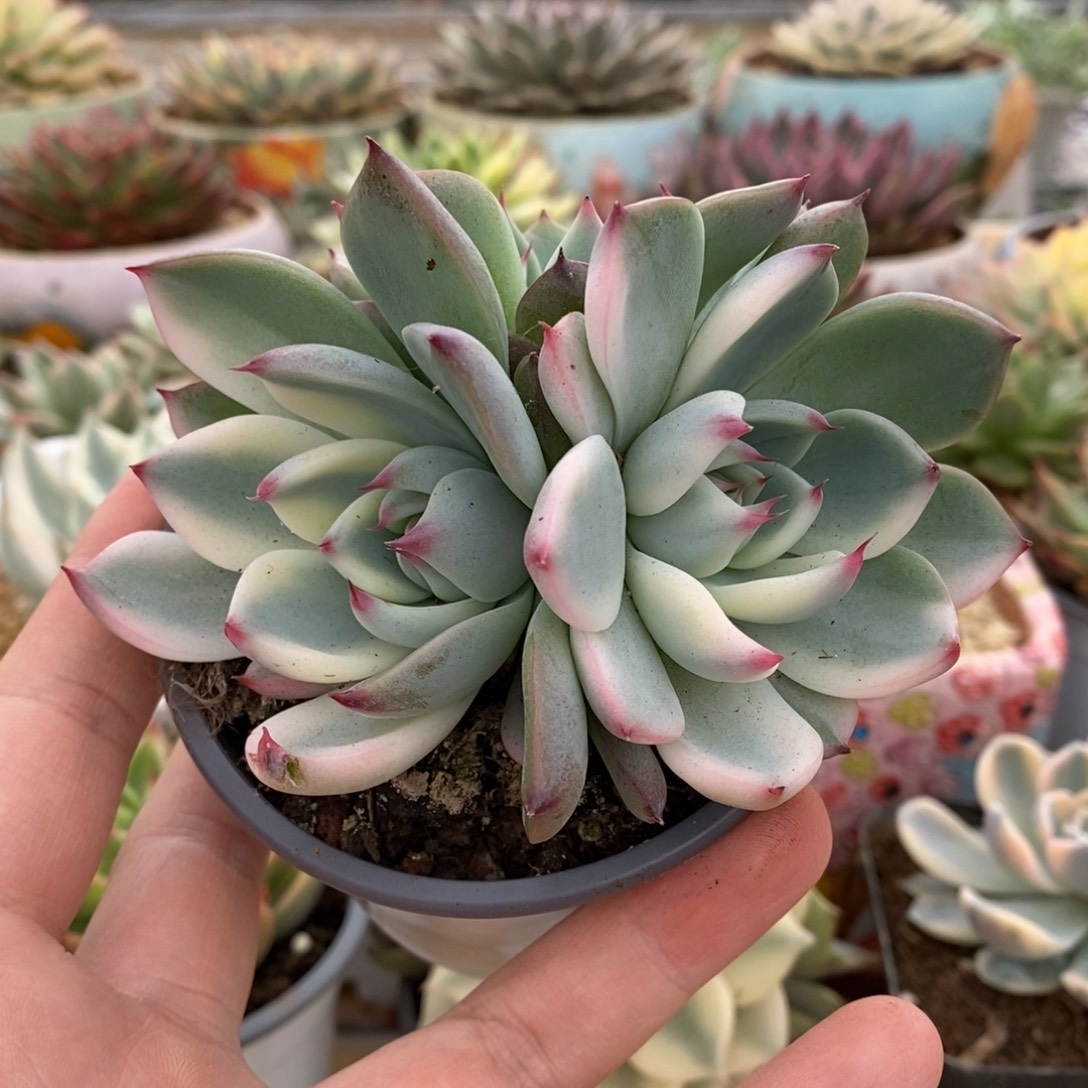 447双头覆轮锦吉娃娃