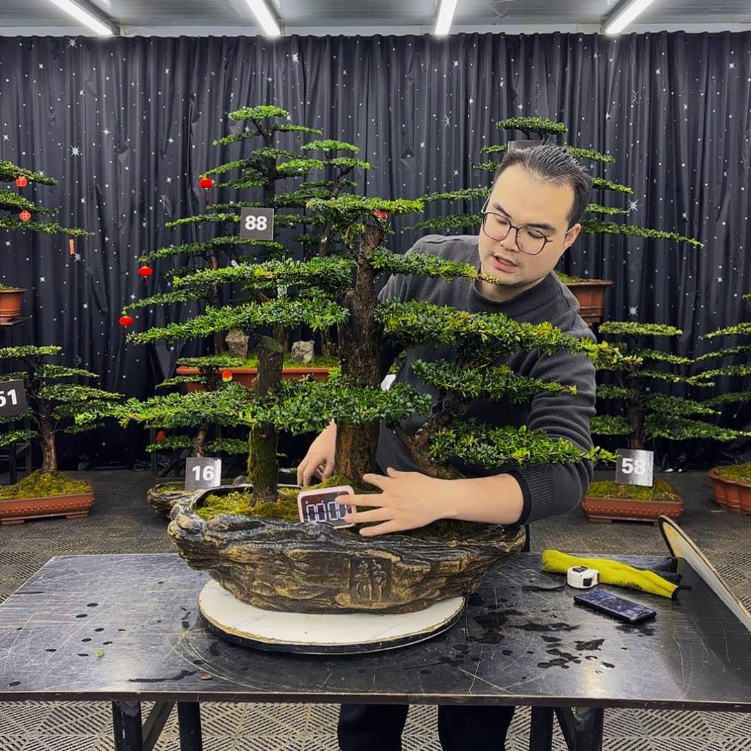 珍珠红芽罗汉松造型盆景