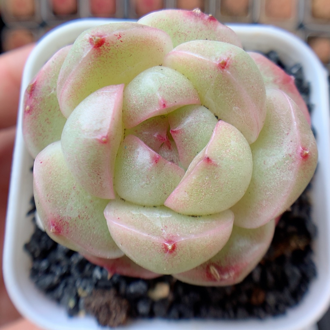 一物一拍精品多肉。麦秆18