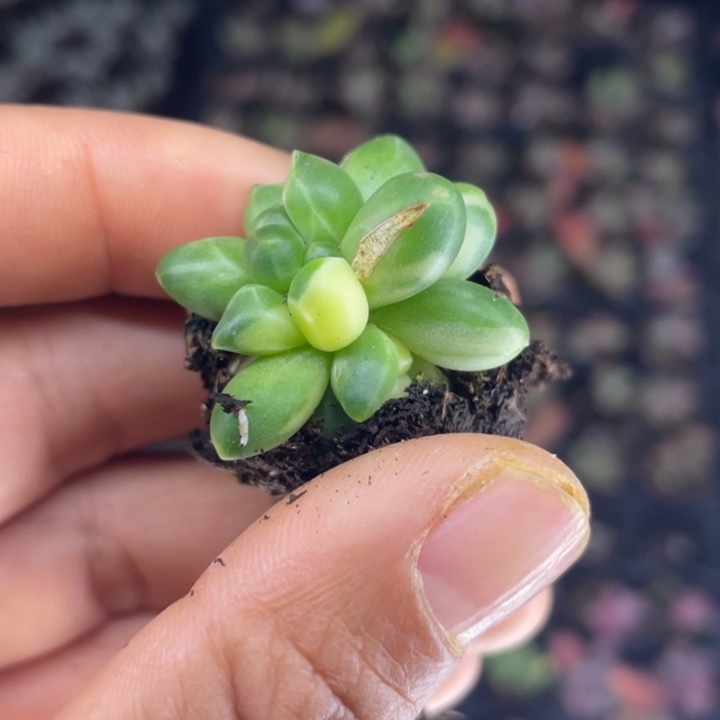 一我一拍满18包邮