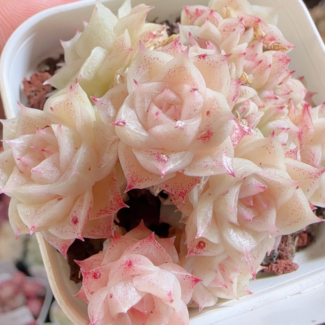 维***妮花语多肉0103-93散