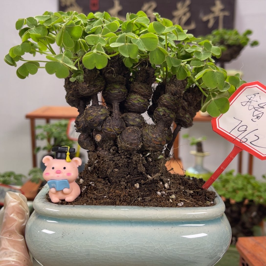 我***界无花朵会开花12345678