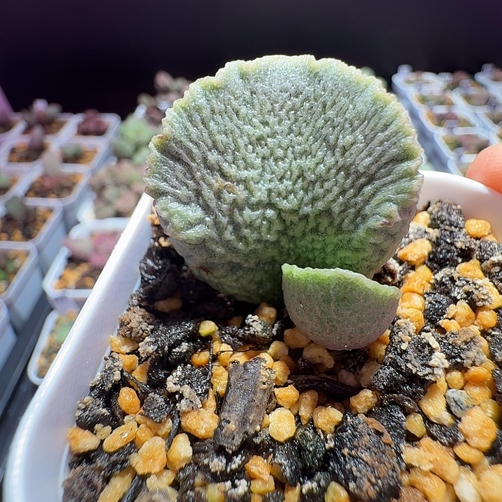 龙鳞水泡，所见所得带盆发货