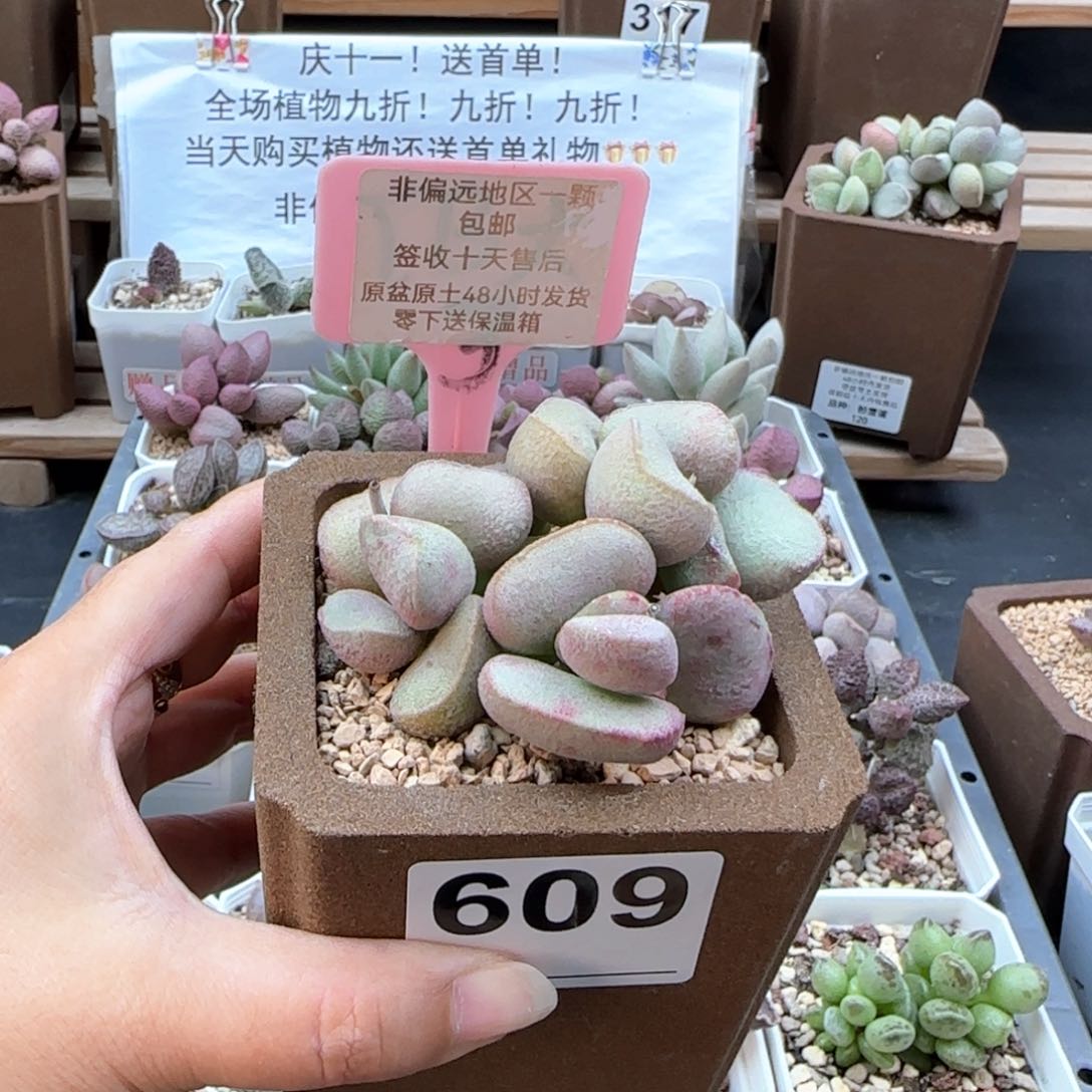 609黛安娜多肉植物微瑕