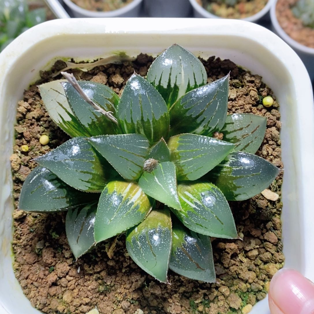 芭提雅实生白银锦母本玉露多肉