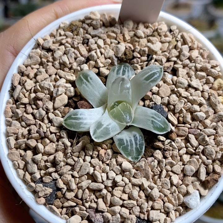 姬翠锦糊斑白锦1111111