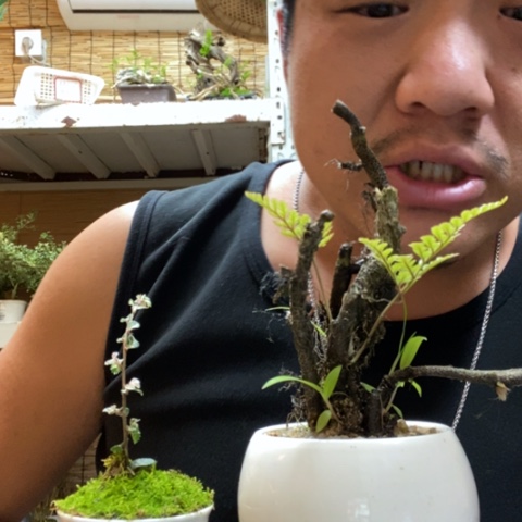 红陶一物一拍所见即所得301